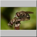 Eumerus sp - Schwebfliege 07 6mm.jpg